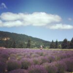 Richa Gangopadhyay Instagram – BRB, just grabbing some fresh-cut lavender at the end of the Oregon Trail, at the foot of Mt. Hood. For me, there is no better escape from urban life than taking a quick drive to these breathtaking, fragrant lavender fields in Hood River. I love the zany little gift shop which has so many cool, locally-sourced lavender essential oils, soaps and other handcrafted items. ⁣🧖🌿⁣
⁣⁣
⁣⁣
I truly wonder why more Indian film song shoots aren’t shot in places like this in Oregon! Well, you know where to find me ;) #justsayin ⁣🗻🎥⁣
⁣⁣
⁣⁣
*These and other lavender fields are currently closed due to covid-19 but are planning to tentatively re-open in June*⁣⁣
⁣⁣
⁣⁣
#lavender #lavenderfields #MtHood #HoodRiver #Supportlocal #covid #sanity #exploreOregon Lavender Valley Farms