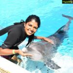 Riythvika Instagram – #dolphinswimming #dolphinpose #dolphins🐬 #dolpinkisses #dolpinlover #spinnerdolphins #dolphinshorts #goodvibes #dolphinfish #singapore #sentosaisland @vishwakavish @janakislvm #shira #nameofthedolphiniswamwith shira