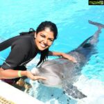 Riythvika Instagram - #dolphinswimming #dolphinpose #dolphins🐬 #dolpinkisses #dolpinlover #spinnerdolphins #dolphinshorts #goodvibes #dolphinfish #singapore #sentosaisland @vishwakavish @janakislvm #shira #nameofthedolphiniswamwith shira