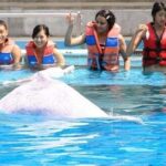 Rupa Manjari Instagram - Memories sunday......And they all came swimming towards me😍😍😍🐬❤❤❤ My bestie Manoj made one of my dreams come true! Thank God for friends like family! Dunno what i would have done without them ❤🧚🏻‍♀🌈🌸🌠🌌 #singapore #waterpark #dolphins #thrilled_me #sundayfeels #sundaymemories #sunday #holiday #bestfriend #RupaManjari #actor #southindia #kollywood #mollywood #instagrammer #instadailly #instagirl #instapost #instagram #instaphoto #insta #instasunday #instagood