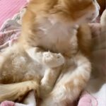 Sadha Instagram - 🤣🤣🤣 #trending #catsofig #catsofinstagram #cleaninginprogress