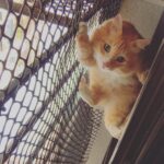 Sadha Instagram - I'hv a cat that can fly 😜 #loveofmylife #appleofmyeye #kingofmycastle #loveutothemoonnback #cutiepie #gingerboy #meow #pawsome #furrball #catsofinstagram #catstagram #instacat #petsofinstagram #instapet #animallover #petlover #catlover #purrfect #adventurous #unconditionallove #catastic #shera #catitude #tabby #ontopoftheworld