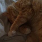 Sadha Instagram - This boy is amazing! He just makes my day 😄 #catsofinstagram #catstagram #instacat #instapet #petsofinstagram #gingercat #tabby #ilovecats #ilovepets #iloveanimals #appleofmyeye #loveofmylife #furrball #purrfect #catastic #caturday #meow #cutiepie #kneading #affectionate #shera #catlover #catitude #pawsome #uncondionallove #homesweethome #mumbai