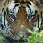 Sadha Instagram - Tigers Of Kanha J Bajarng M3 #tiger #kanhanationalpark #natgeo #nature #cat #love #wildcats #cat #canon @sadaa17 Kanha Tiger Reserve