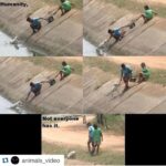 Sadha Instagram - #Repost @animals_video with @repostapp. ・・・ Humanity not anyone has it! #repost @123.amazingvideos