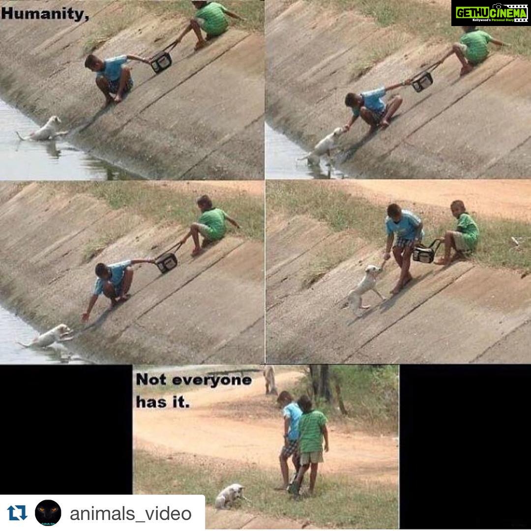 Sadha Instagram - #Repost @animals_video with @repostapp. ・・・ Humanity not anyone has it! #repost @123.amazingvideos