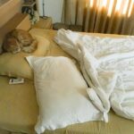 Sadha Instagram - My pillow is taken 😺 so I'm gonna sleep diagonally 😁 #sheru #appleofmyeye #loveofmylife #kingofmycastle #adorable #cute #cutiepie #catitude #pawsome #purrfect #furrball #catlover #animallover #petlover #catstagram #instacat #instapet #catsofinstagram #petsofinstagram #ilovecats #ilovepets #iloveanimals #gingercat #tabby #homesweethome #meow