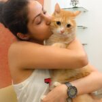 Sadha Instagram - 😘😘😘 #kissyourcatday2015 #sheru #loveofmylife #appleofmyeye #cute #cutiepie #pawsome #purrfect #furrball #gingercat #tabby #meow #unconditionallove #ilovecats #ilovepets #iloveanimals #animallover #petlover #catlover #catstagram #catsofinstagram #ilovecats #instapet #catitude