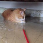 Sadha Instagram - Tug of war with Shera 😄 he wins 😺 #sheru #loveofmylife #appleofmyeye #cute #cutiepie #purrfect #pawsome #furrball #tabby #gingercat #catitude #catlover #catstagram #catsofinstagram #instapet #instacat #iloveanimals #ilovecats #ilovepets #homesweethome #meow #mumbai