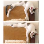 Sadha Instagram - Muffin has a unique style in whatever he does! 😺 n this is how he likes to sleep! 😘😘😘 #muffinstyle #cutiepie #kittypie #purrfect #pawsome #cute #catsofinstagram #petsofinstagram #catstagram #instacat #instapet #ilovecats #ilovepets #iloveanimals #catlover #petlover #animallover #meow #catitude