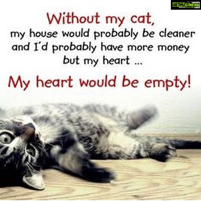 Sadha Instagram - Only cat people can understand this! 😻
