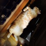 Sadha Instagram - Sunday mood!😴💤 #sheru #appleofmyeye #loveofmylife #tabby #gingercat #furrball #purrfect #cutiepie #pawsome #catitude #catlover #animallover #petlover #petsofinstagram #catsofinstagram #catstagram #instapet #instacat #ilovecats #iloveanimals #ilovepets #homesweethome