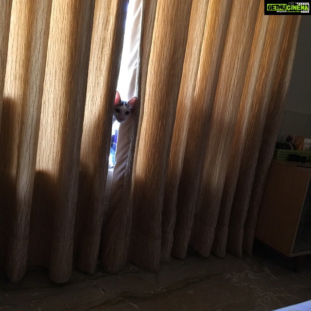 Sadha Instagram - Muffin welcomes me home with a peek-a-boo 😍😃😘 #kittypie #cutiepie #cute #crazy #meow #purrfect #pawsome #petlover #animallover #catlover #catsofinstagram #catstagram #instacat #instapet #ilovecats #iloveanimals #catitude #peekaboo