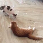 Sadha Instagram - The best entertainment in the world! 😂😹#sheru #muffin #meow #kittypie #cutiepie #kittyplay #pawsome #purrfect #meow #crazy #catsofinstagram #petsofinstagram #instapet #instacat #ilovecats #iloveanimals #catlover #animallover #adorable #furrball #funny #catfight #catitude