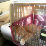 Sadha Instagram – My darling Sheru on his way back from the vet! Taken him for his vaccine shot.. He hates it but I’hv to do it… 😁 love u to the moon and back my cutiepie!!! 😘😘😘 ##sheru #loveofmylife #appleofmyeye #catstagram #catsofinstagram #catitude #purrfect #vetvisit #furball #cute #adorable #gingerboy #ilovemycat #ilovemypet #instacat #instapet #meow #animallover #catlover #mumbai