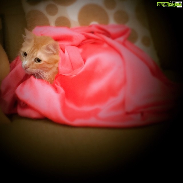 Sadha Instagram - My boy sheru!! #loveofmylife #appleofmyeye #ilovemycat #ilovemypet #instacat #instapet #catstagram #catlover #animallover #purrfect #meow #mumbai #sheru 💖😻😘😘