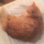 Sadha Instagram – Napping post lunch with my bachcha! 😘❤️😻Best feeling in the world!!! #purrfect #petlover #catlover #cute #catstagram #instacat #instapet #ilovemycat #ilovemypet #furball #appleofmyeye #sheru
