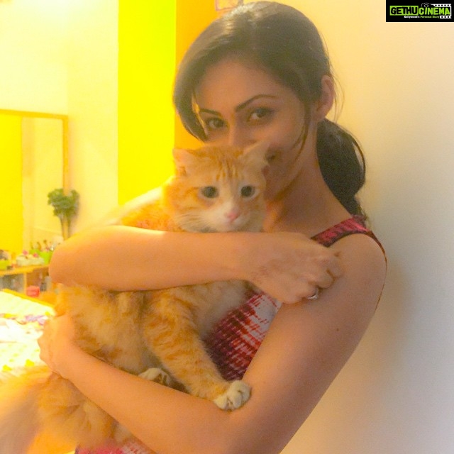 Sadha Instagram - My shera! #ilovemypet #ilovemycat #furball #cute #instapet #instacat #catstagram #meow #purrfect #sheru 😘😘😘