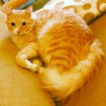 Sadha Instagram - My fur ball chilling! 😘😘😘 #Sundayafternoon #catlover #ilovemycat #instacat #catstagram #cute #adorable #purrfect #meow #sheru