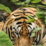 Sadha Instagram - Behind the Scenes to Giving pose’s. Hashtags :: #bbcearth #natgeoyourshot #wildlife #natgeoindia #ngtdailyshot #discoverwildlife #wildlifeplanet #canonasia #wildlifeonearth #wildlifephotography #earthcapture #ngtindia #bbcwildlife #wildlifexbeyond #earthinfocus #nationalgeographic #naturepredators #yourshotphotographer #incredibleindia #india #capturedoncanon #yashchopdaindia Tags :: @bbcearth @natgeo @indianwildlifeofficial @discovery