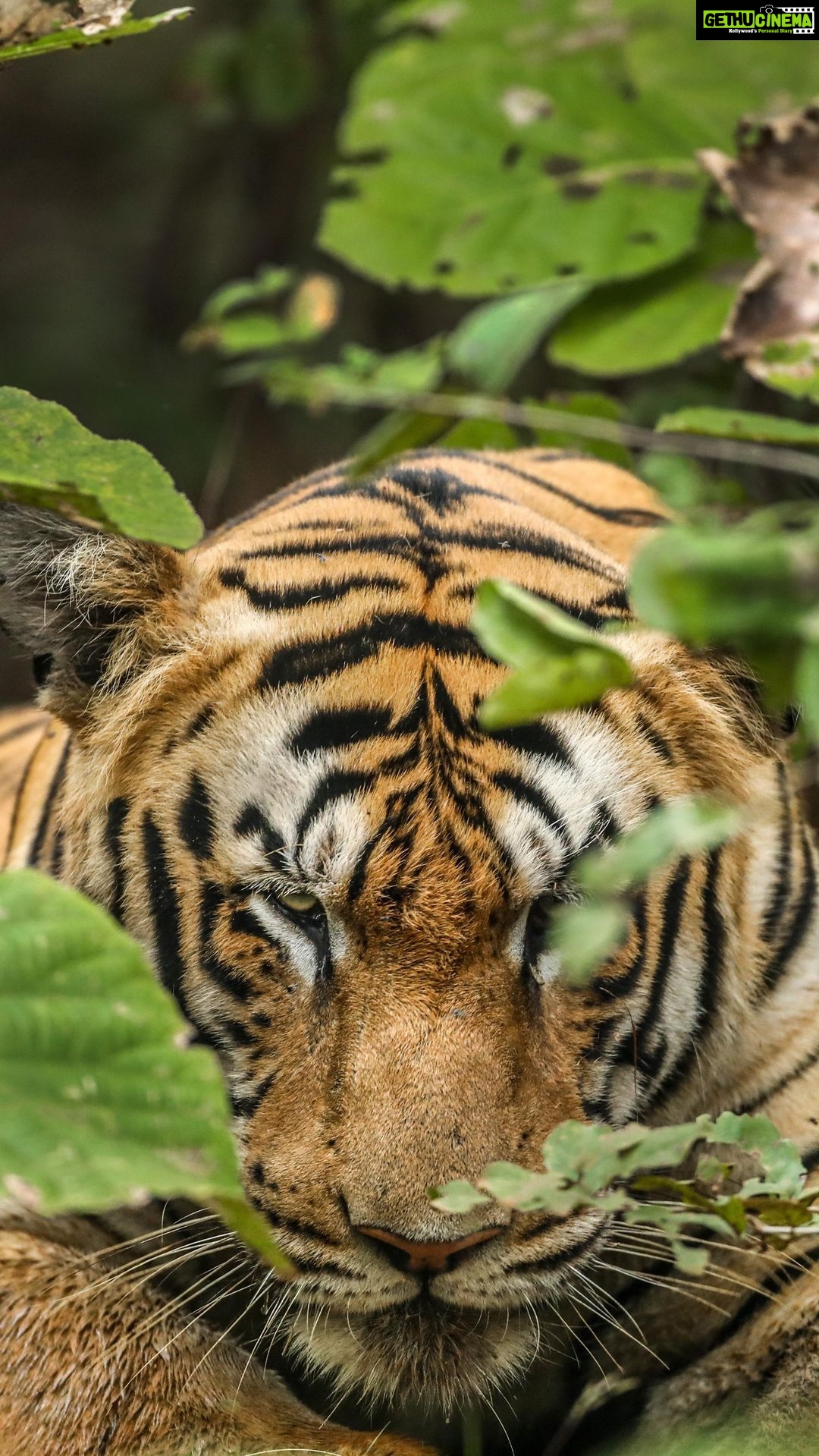 Sadha Instagram - Behind the Scenes to Giving pose’s. Hashtags :: #bbcearth #natgeoyourshot #wildlife #natgeoindia #ngtdailyshot #discoverwildlife #wildlifeplanet #canonasia #wildlifeonearth #wildlifephotography #earthcapture #ngtindia #bbcwildlife #wildlifexbeyond #earthinfocus #nationalgeographic #naturepredators #yourshotphotographer #incredibleindia #india #capturedoncanon #yashchopdaindia Tags :: @bbcearth @natgeo @indianwildlifeofficial @discovery