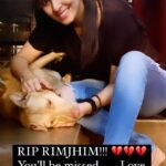Sadha Instagram - Lost another precious soul… Our Darling RimJhim! 💔💔💔 RimJhim was one of the furry mascots of @earthlings.cafe 🐾 She didn’t belong to us but right from the start, she made the cafe her own, showered us & our guests with all the love she had… She knew how to give & get attention.. It wasn’t easy to not fall in love with this beauty at the very first sight… Some first time visitors who’d have seen her on our stories would come wanting to meet her.. Such was her charm! A young soul lost her battle to cancer which was detected in the terminal stage.. Yesterday, 22-02-2022 @6:32 pm, she breathed her last.. 😔 All I have is these memories of her seeking and giving love to Earthlings patrons and friends.. Rimjhim! Run free girl! Shine like a star you always were! 💫 See you on the other side of the rainbow bridge.. Until then Will Miss You & How! 🐾 #rip #dog #doglover #animallovers #earthlingscafe #rimjhim #dogsofinstagram #dogsofinsta