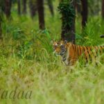 Sadha Instagram - A new Love Story begins with none other than the Big Cats! Thank you #Avni 🐅💚 In frame: Dhabhadol Male Cub 📷 @ravi_bandhavgarh Bandhavgarh National Park