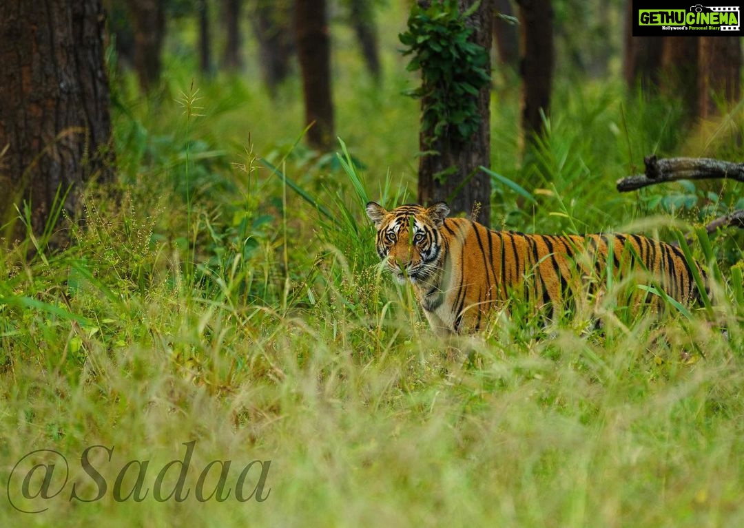 Sadha Instagram - A new Love Story begins with none other than the Big Cats! Thank you #Avni 🐅💚 In frame: Dhabhadol Male Cub 📷 @ravi_bandhavgarh Bandhavgarh National Park
