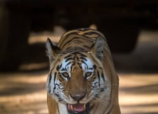 Sadha Instagram - End Of An Era!!! I still can’t believe this was the first and the last time I saw Mataram! 💔💔💔 I consider myself extremely unfortunate to have not known about her earlier. My first introduction to her was through a friend @anoopama.ananta when I was doing safaris in Kanha. A week later on 5th Dec 2021, I came across a post about her on @amit_pandya_photography profile on my search feed. Even before I finished reading it, I had a lump in my throat and tears in my eyes and all I wanted to do since then was to be in Pench JUST TO SEE HER.. My first trip to Pench and we saw her here at one of her beloved spots. Lying down, undisturbed by all the chaos around her.. Little did we know that this would be the last time anyone saw her… This still isn’t sinking… And won’t for a very long time.. Leaving Pench with a very heavy heart… R.I.P. Legend of Pench, Mataram a.k.a Collarwali (T51) You created history! Lived like a Queen and died like one! You’ll be forever missed… A void that you’ve left can never be filled! 🙏🙏🙏 Gratitude to @akhileshmishra68 sir for being there for her whenever she needed him.. Who’s seen her grow until her final moments. Can’t even imagine your pain sir. Stay strong! Cover photo @awildlens #mataram #collarwali #pench #tigress #legend #queen #rip #supermom