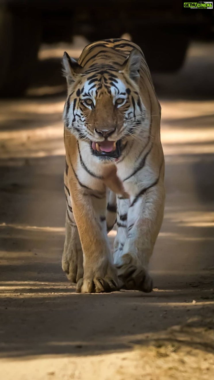 Sadha Instagram - End Of An Era!!! I still can’t believe this was the first and the last time I saw Mataram! 💔💔💔 I consider myself extremely unfortunate to have not known about her earlier. My first introduction to her was through a friend @anoopama.ananta when I was doing safaris in Kanha. A week later on 5th Dec 2021, I came across a post about her on @amit_pandya_photography profile on my search feed. Even before I finished reading it, I had a lump in my throat and tears in my eyes and all I wanted to do since then was to be in Pench JUST TO SEE HER.. My first trip to Pench and we saw her here at one of her beloved spots. Lying down, undisturbed by all the chaos around her.. Little did we know that this would be the last time anyone saw her… This still isn’t sinking… And won’t for a very long time.. Leaving Pench with a very heavy heart… R.I.P. Legend of Pench, Mataram a.k.a Collarwali (T51) You created history! Lived like a Queen and died like one! You’ll be forever missed… A void that you’ve left can never be filled! 🙏🙏🙏 Gratitude to @akhileshmishra68 sir for being there for her whenever she needed him.. Who’s seen her grow until her final moments. Can’t even imagine your pain sir. Stay strong! Cover photo @awildlens #mataram #collarwali #pench #tigress #legend #queen #rip #supermom