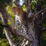 Sadha Instagram - I have been extremely fortunate to get very good sightings from my very first Safari! I had no hopes to see a leopard in Panna. But I guess good sightings is all about being at the right place at the right time! And I love how we were the only one clicking him for good half hour and he sure was happy to pose! 😀 📷 @sid_dtr #pannanationalpark #pannatigerreserve #panna #tourist #safari #wildlifesafari #wildlife #nature #bigcats #love #blessed #gratitude #sadaasgreenlife Panna Tiger Reserve