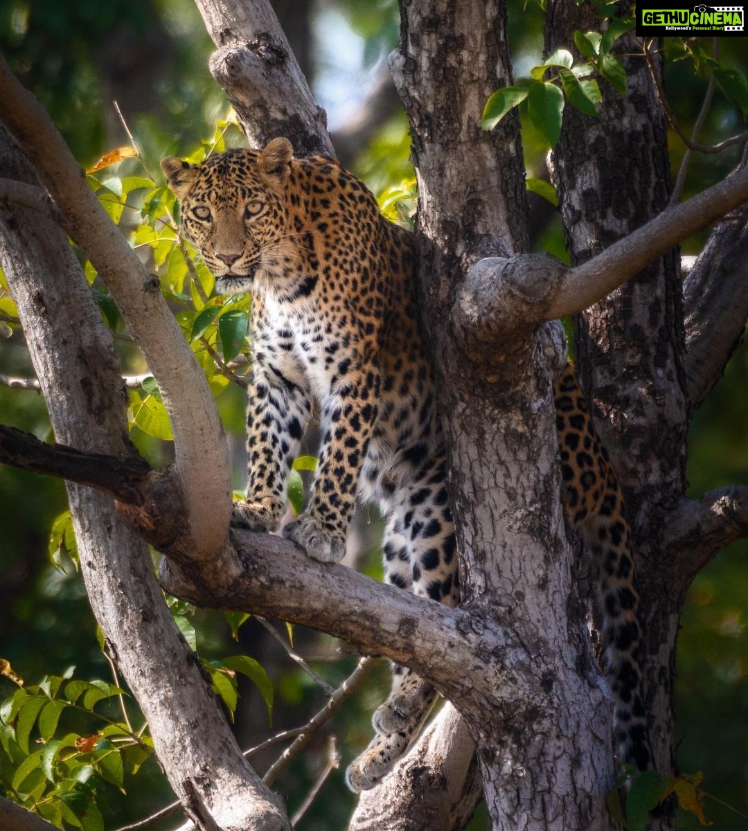Sadha Instagram - I have been extremely fortunate to get very good sightings from my very first Safari! I had no hopes to see a leopard in Panna. But I guess good sightings is all about being at the right place at the right time! And I love how we were the only one clicking him for good half hour and he sure was happy to pose! 😀 📷 @sid_dtr #pannanationalpark #pannatigerreserve #panna #tourist #safari #wildlifesafari #wildlife #nature #bigcats #love #blessed #gratitude #sadaasgreenlife Panna Tiger Reserve