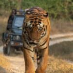 Sadha Instagram - Kanha ❣️ #tiger #kanhanationalpark #nature #cat #wild #canon Kanha Tiger Reserve