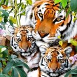 Sadha Instagram - ***URGENT & IMPORTANT*** My dear followers, while you've always shown your love and support on all my posts, nothing would make me happier if you spare few minutes and go through this post.. It's not about me, it's about us! It's about #Avni , our #Nationalpride .. We as Indians keep saying #SaveTheTiger all the time. Now is the time to do something about it. Our govt has issued a shoot at sight order for Avni, the 5 year old tigress, who is also a mother of 2 young cubs that depend on her, falsely claiming her to be a man eater. I beg you guys to help us in saving her.. All you have to do is sign the petition, link in my bio.. It will only take a min of your time but save 3 precious lives, that are in worlds top 3 #endangeredspecies .. Hoping you guys do it.. Thanking in advance, with lots of love from me and Avni! ❤️🐯 #letavnilive #savethetigress #speakupforavni