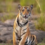 Sadha Instagram - The Curious Cub of P 151… The future of Panna!!! 😀 The more I’m going through the Panna images, the more I’m falling in love with this family and the beautiful habitat of Panna. I didn’t get to soak it all in the time I was physically there because of all the excitement of seeing tigers in person the first time… 🙈 Thank you @sid_dtr and @lakhan.ahirwar.56 for these memories! @pannatigerreserve_official #tigers #bigcats #cubs #curiouscat #tigersofindia #tigersofpanna #panna #pannanationalpark #pannatigerreserve #safari #wildlife #love #forest #blessed #nikon Panna Tiger Reserve
