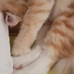 Sadha Instagram – Sheru oozing love! Those pushy paws can heal me a zillion times!!! ❤❤❤ #loveyoutothemoonandback #kingofmycastle #appleofmyeye #shera #furrbaby #catsofinstagram #instacats #animallover #catlover #adoptdontshop #purrfect #pawsome #sundayvibes