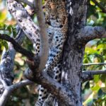 Sadha Instagram - Leopard sighting! 🐆@pannatigerreserve_official My first Safari! First Leopard sighting!! Thanks to @lakhan.ahirwar.56 @sid_dtr Many more to come…. #bigcats #blessed #panna #pannatigerreserve #pannanationalpark #leopard #camoflauge #safari #indianforests #wildlife #wildlifephotography #nikon Panna Tiger Reserve