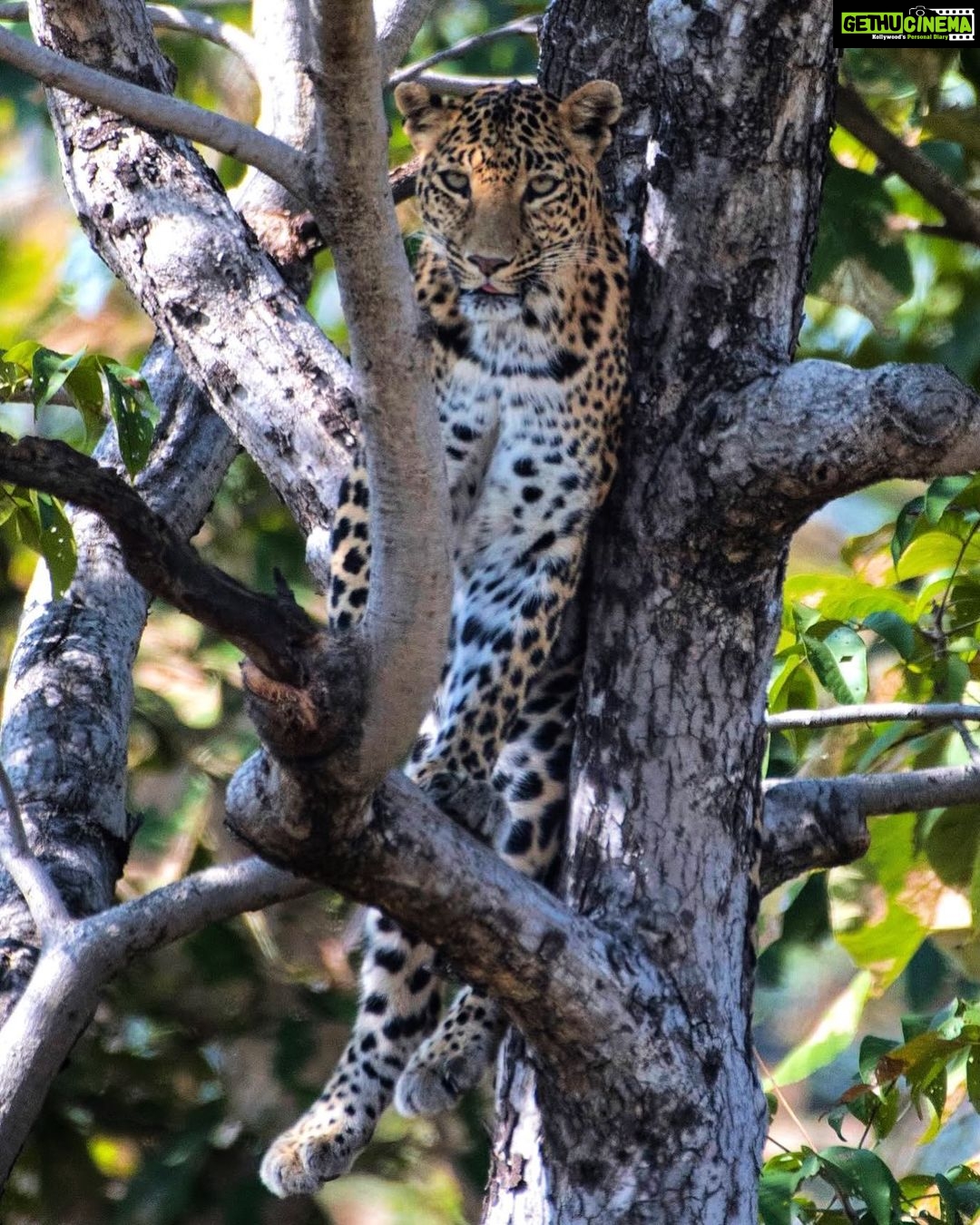 Sadha Instagram - Leopard sighting! 🐆@pannatigerreserve_official My first Safari! First Leopard sighting!! Thanks to @lakhan.ahirwar.56 @sid_dtr Many more to come…. #bigcats #blessed #panna #pannatigerreserve #pannanationalpark #leopard #camoflauge #safari #indianforests #wildlife #wildlifephotography #nikon Panna Tiger Reserve