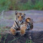 Sadha Instagram - The way you looked at me!!! 🥺 The Bold Cub of P 151 in Madla, @pannatigerreserve_official @sid_dtr @lakhan.ahirwar.56 Panna Tiger Reserve
