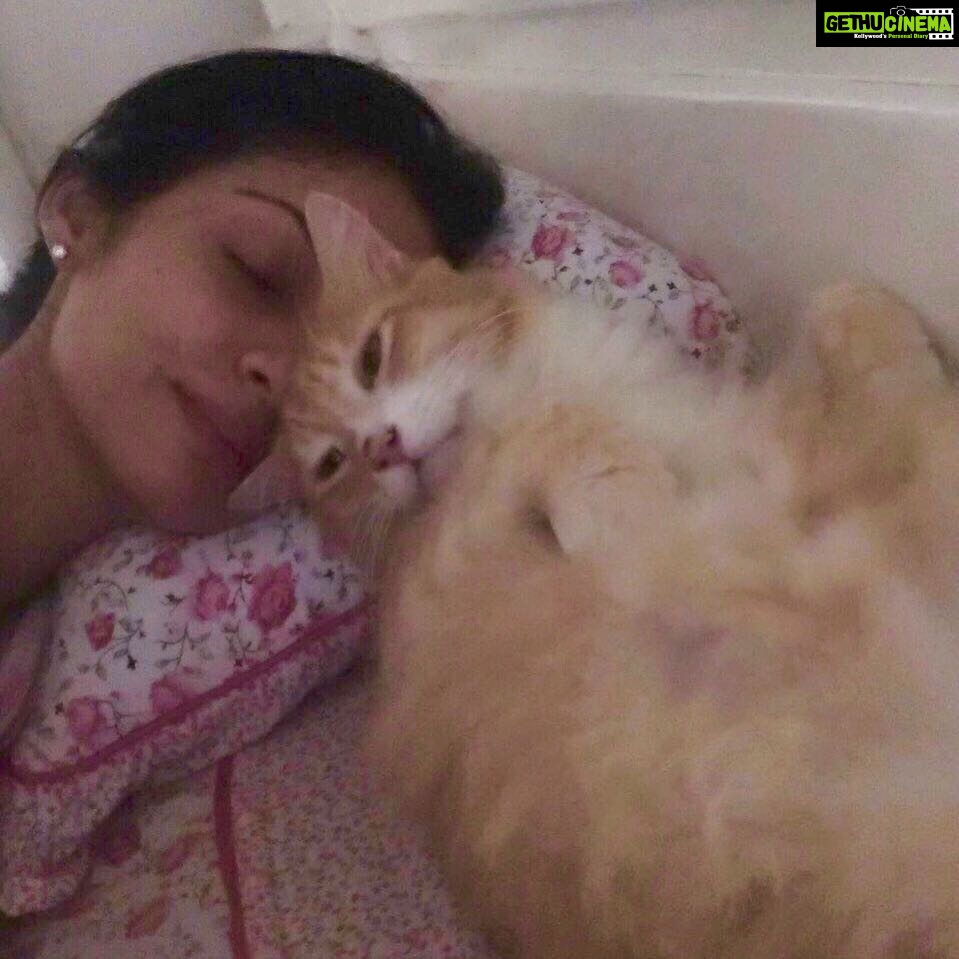 Sadha Instagram - Nothing's more beautiful and calming about the morning than waking up next to this boy! 😍😘 Not a clear picture but the moment was worth capturing! Good morning!! Enjoy the weekend! 😀😀 #loveyoutothemoonandback #kingofmycastle #loveofmylife #sheru #crazycatlady #catlover #animallover #adoptdontshop #unconditionallove #latemorning #lazymorning #morningpost