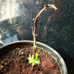 Sadha Instagram - Every end is actually a new beginning! A fresh start! That's the law of nature, that's the cycle of life! Thought of the day came from this little dying plant that refused to give up on life.. ❤️😀