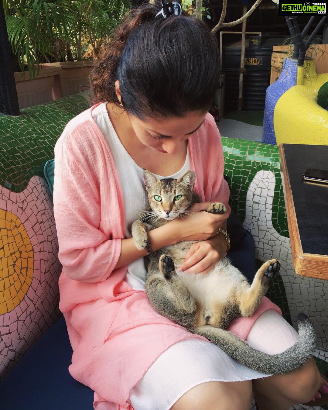 Sadha Instagram - Me being me!! #tbt to a beautiful evening! ❤️ #straylove #crazycatwoman #lapcat #animallover #catlover #bekind #candid