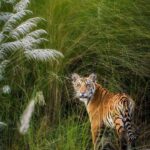 Sadha Instagram - Reminds me of the famous #srk dialogue “Palat!” 🙈 One of the two Cubs of P 151.. At Ken River Bank, Madla Zone, Panna.. from my first safari… 22nd Oct 21.. Looking forward to him growing into a majestic tiger of Panna! 💚 #pannatigerreserve #pannanationalpark #tigers #cubs #bigcats #nikon #wildlifephotography Panna Tiger Reserve