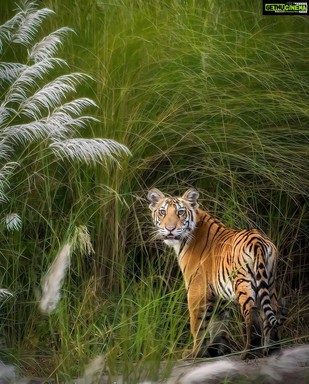 Sadha Instagram - Reminds me of the famous #srk dialogue “Palat!” 🙈 One of the two Cubs of P 151.. At Ken River Bank, Madla Zone, Panna.. from my first safari… 22nd Oct 21.. Looking forward to him growing into a majestic tiger of Panna! 💚 #pannatigerreserve #pannanationalpark #tigers #cubs #bigcats #nikon #wildlifephotography Panna Tiger Reserve