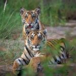 Sadha Instagram – This was the first time I had entered the forest! My first Safari! My first sighting!

Cubs of P151 in Panna, Madla.. 22nd Oct 21

I got into tigers because of Tigress Avni.. Before that, I knew they existed in their own world far from where we belonged. I had huge respect & a lot of love for them but no desire to ever go see them up close. 

Avni changed that for me, still it took me good 3 years to be here. I was in Panna the same days when Avni’s memories kept showing up on Facebook profile, each time stirring the same emotions i felt 3 years ago.. 

However never did I expect that my first sighting would be that of a Mother & her 2 Cubs just the replica of Avni & her Cubs.. The mother, P151 took a long time to show up but I knew that she wouldn’t let me go without her glimpse. 

P.S. P151 was seen on the bank of Ken river for the first time. And we were extremely fortunate to be the first ones to have seen them there. 

I’m beyond grateful to @lakhan.ahirwar.56 for this. And @sid_dtr for coming all the way from Lucknow just to get me good images. I’m blessed and how! 

#avni #tiger #blessed #wildlife #panna #pannanationalpark #pannatigerreserve #wildlifephotography #nikon Panna Tiger Reserve