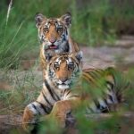 Sadha Instagram - This was the first time I had entered the forest! My first Safari! My first sighting! Cubs of P151 in Panna, Madla.. 22nd Oct 21 I got into tigers because of Tigress Avni.. Before that, I knew they existed in their own world far from where we belonged. I had huge respect & a lot of love for them but no desire to ever go see them up close. Avni changed that for me, still it took me good 3 years to be here. I was in Panna the same days when Avni’s memories kept showing up on Facebook profile, each time stirring the same emotions i felt 3 years ago.. However never did I expect that my first sighting would be that of a Mother & her 2 Cubs just the replica of Avni & her Cubs.. The mother, P151 took a long time to show up but I knew that she wouldn’t let me go without her glimpse. P.S. P151 was seen on the bank of Ken river for the first time. And we were extremely fortunate to be the first ones to have seen them there. I’m beyond grateful to @lakhan.ahirwar.56 for this. And @sid_dtr for coming all the way from Lucknow just to get me good images. I’m blessed and how! #avni #tiger #blessed #wildlife #panna #pannanationalpark #pannatigerreserve #wildlifephotography #nikon Panna Tiger Reserve