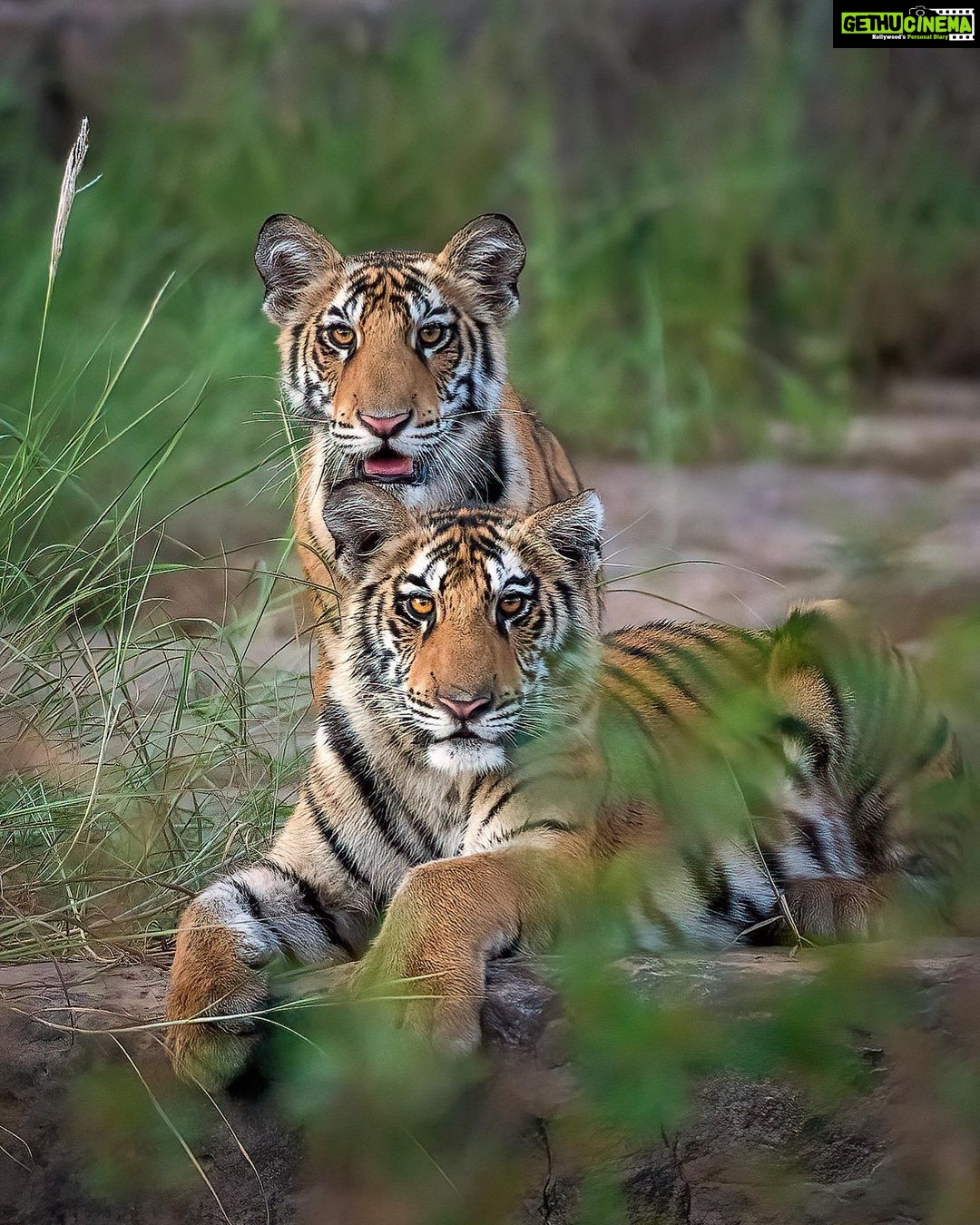 Sadha Instagram - This was the first time I had entered the forest! My first Safari! My first sighting! Cubs of P151 in Panna, Madla.. 22nd Oct 21 I got into tigers because of Tigress Avni.. Before that, I knew they existed in their own world far from where we belonged. I had huge respect & a lot of love for them but no desire to ever go see them up close. Avni changed that for me, still it took me good 3 years to be here. I was in Panna the same days when Avni’s memories kept showing up on Facebook profile, each time stirring the same emotions i felt 3 years ago.. However never did I expect that my first sighting would be that of a Mother & her 2 Cubs just the replica of Avni & her Cubs.. The mother, P151 took a long time to show up but I knew that she wouldn’t let me go without her glimpse. P.S. P151 was seen on the bank of Ken river for the first time. And we were extremely fortunate to be the first ones to have seen them there. I’m beyond grateful to @lakhan.ahirwar.56 for this. And @sid_dtr for coming all the way from Lucknow just to get me good images. I’m blessed and how! #avni #tiger #blessed #wildlife #panna #pannanationalpark #pannatigerreserve #wildlifephotography #nikon Panna Tiger Reserve