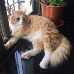 Sadha Instagram - Home is where this boy is! #kingofmycastle #appleofmyeye #loveyoutothemoonandback #shera #catsofinstagram #cats_of_instagram #instacats