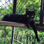 Sadha Instagram - #gorgeousgirl #laila #thequeen #blackcat 😻