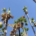 Sadha Instagram - #nature #naturelover #morningpost #nofilter #palmtrees #breeze #love #shooting in #villages